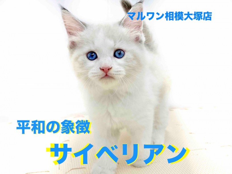 【 サイベリアン 】平和のシンボルニャンコ！穏やかな毎日を一緒に送りませんか？