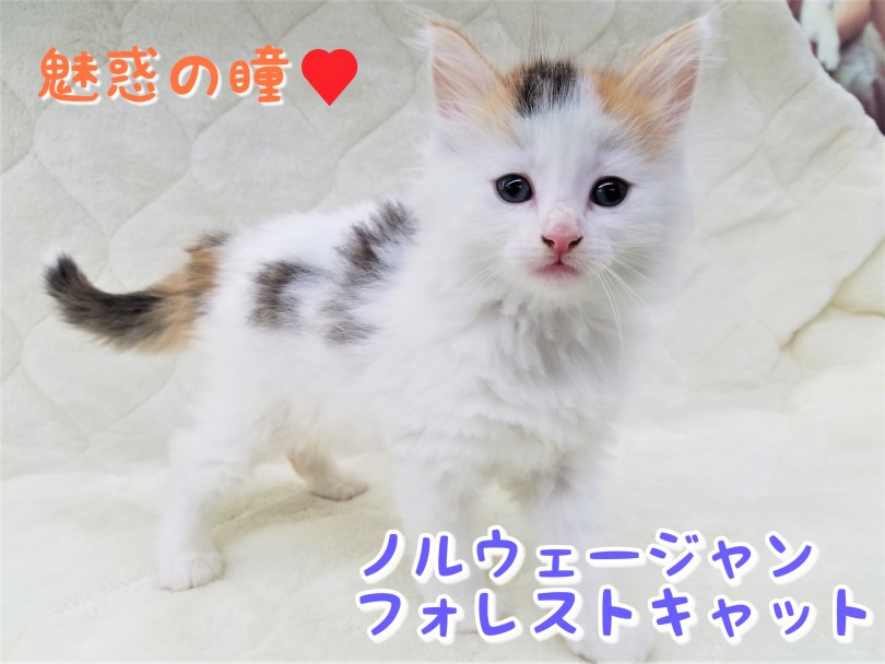 【 ノルウェージャンフォレストキャット 】大きな体に優しい心！気品あふれる森の妖精！