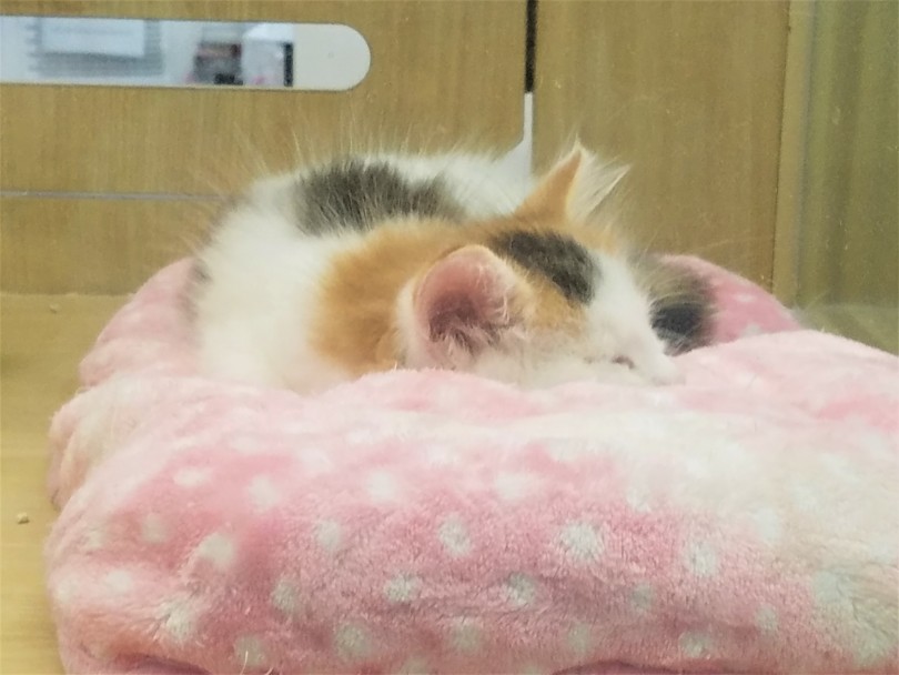 お腹いっぱいになったらぐっすり | ノルウェージャンフォレストキャット （117210） - 鎌ヶ谷店