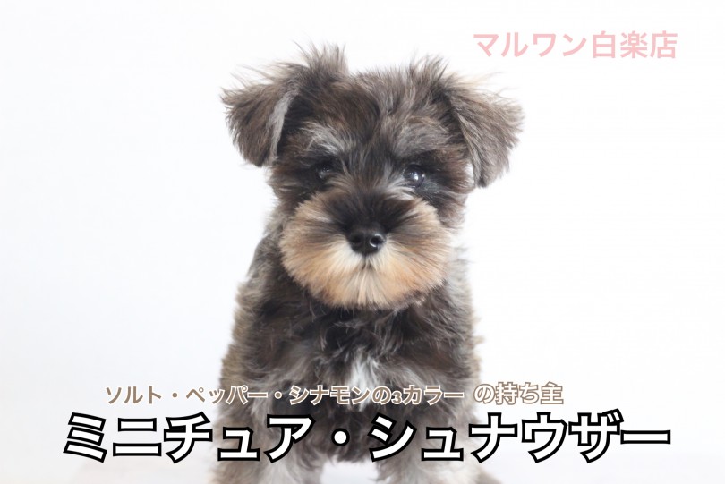 【 ミニチュア・シュナウザー 】ソルト・ペッパー・シナモン！スパイシーわんこ登場！