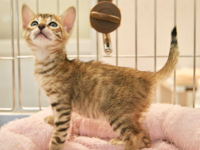 国内では数が少なく希少な猫種 | トイガー （116354） - 下丸子店