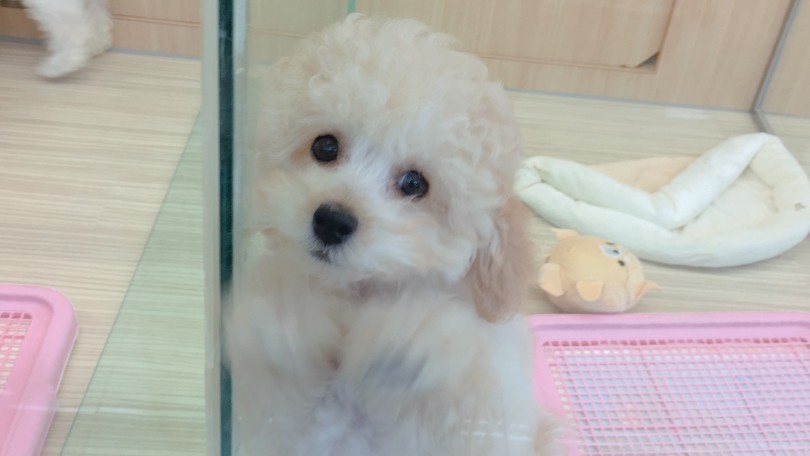 ダンスで猛アピール | トイ・プードル （6130811） - 大倉山店