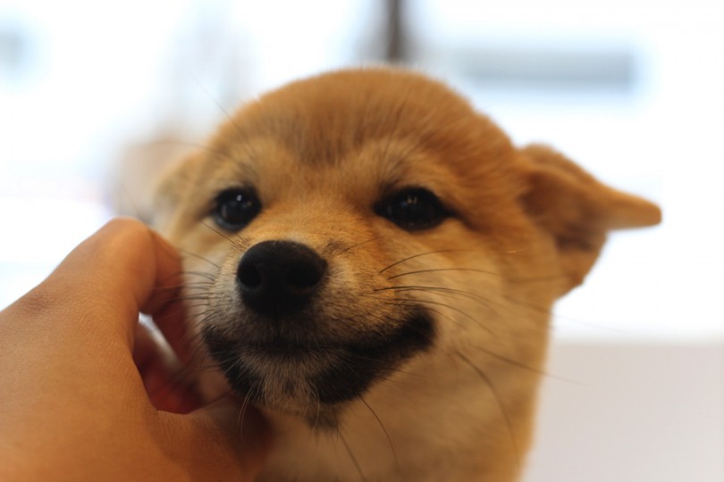 豆柴ちゃんの性格はとっても懐っこくて甘えん坊 | 豆柴 （11632） - 横浜 白楽店