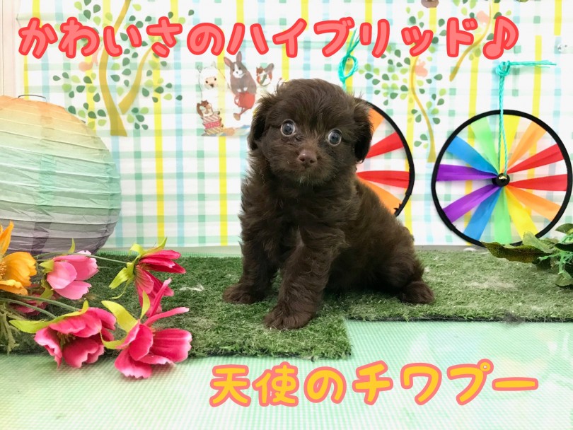 【 MIX 】大人気のチワプー！天使のようなおっとりプリンセスをご紹介♪