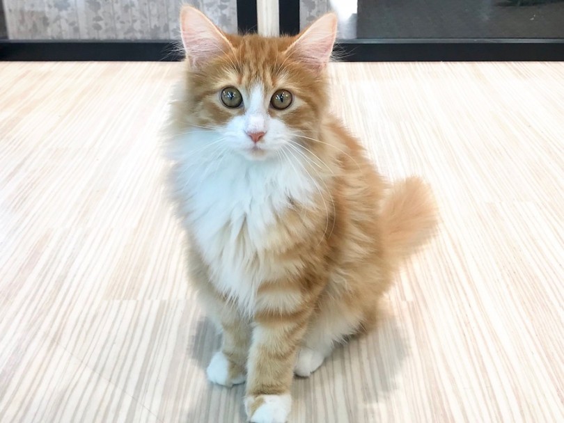 優雅さ健在！美猫ちゃんに育っています | ノルウェージャンフォレストキャット （120173） - 今宿店