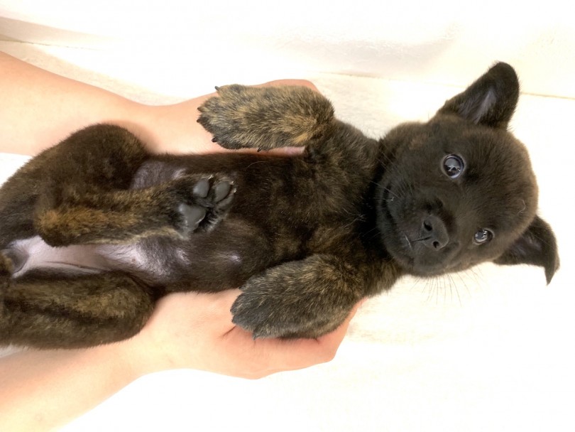 お腹見せホールド | 甲斐犬 （140195） - 横浜 元町店