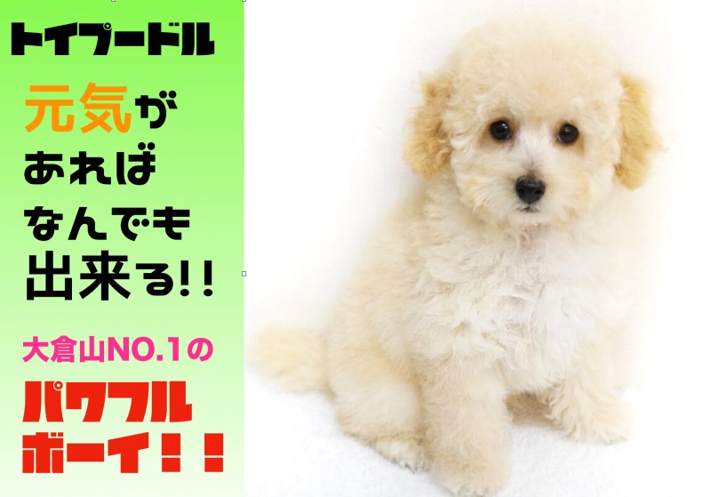 【 トイ・プードル 】元気があればなんでも出来る!!横浜パワフルボーイのご紹介!