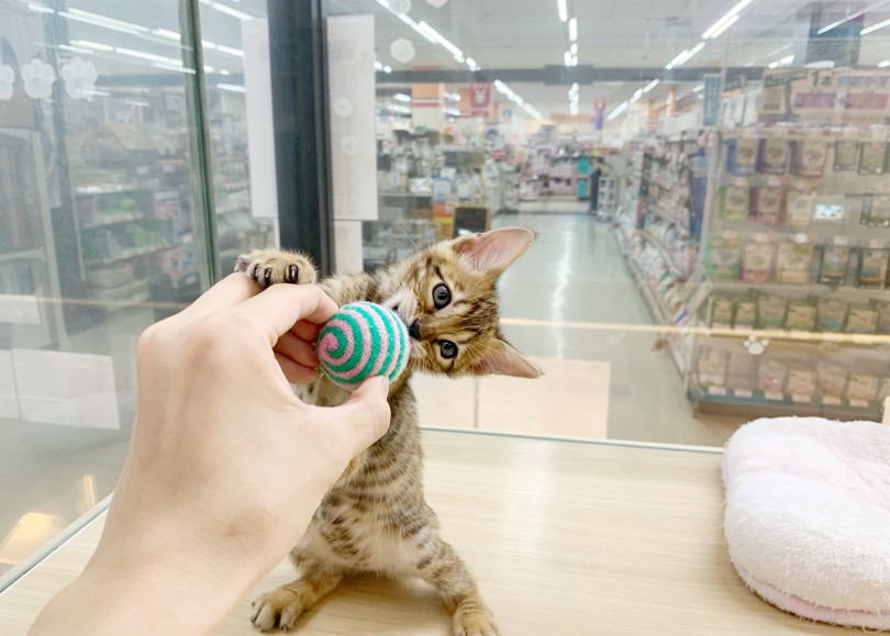 希少なトラ柄にゃんこ | トイガー （412800） - さいたま 武蔵浦和店