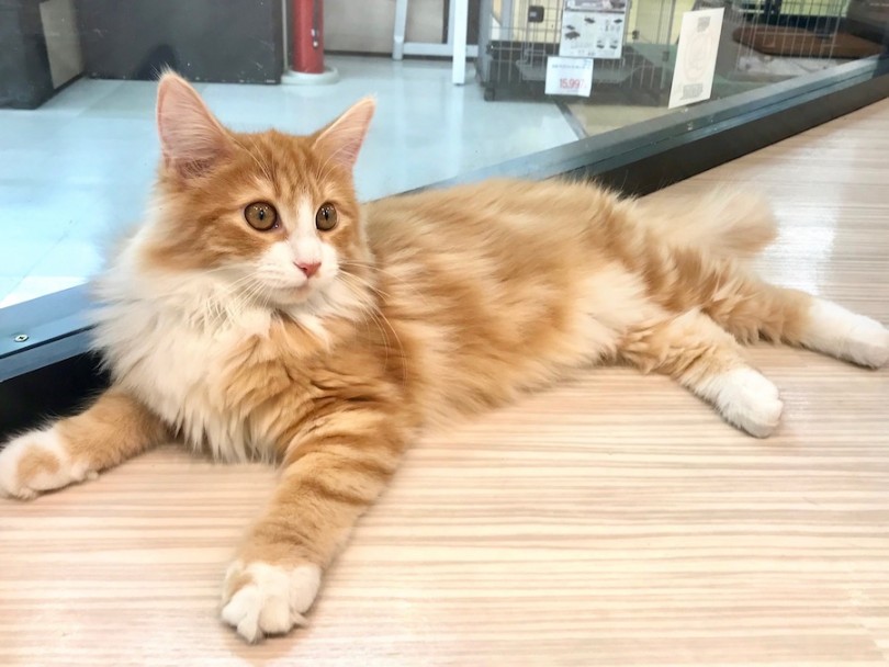 猫ちゃんの特性、ライフスタイルに合わせたお手入れ方法 | ノルウェージャンフォレストキャット （120173） - 今宿店
