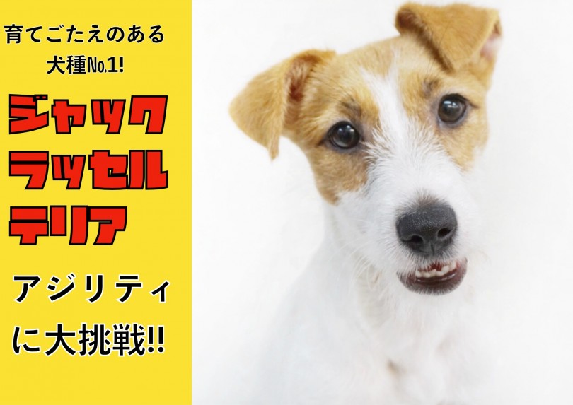 【 ジャックラッセルテリア 】育てごたえNO.1!!アジリティに大挑戦!!