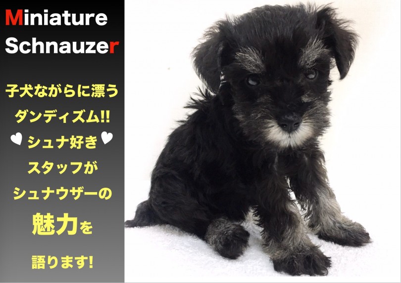 【 ミニチュア・シュナウザー 】可愛いけどダンディ!ギャップ萌え犬登場！