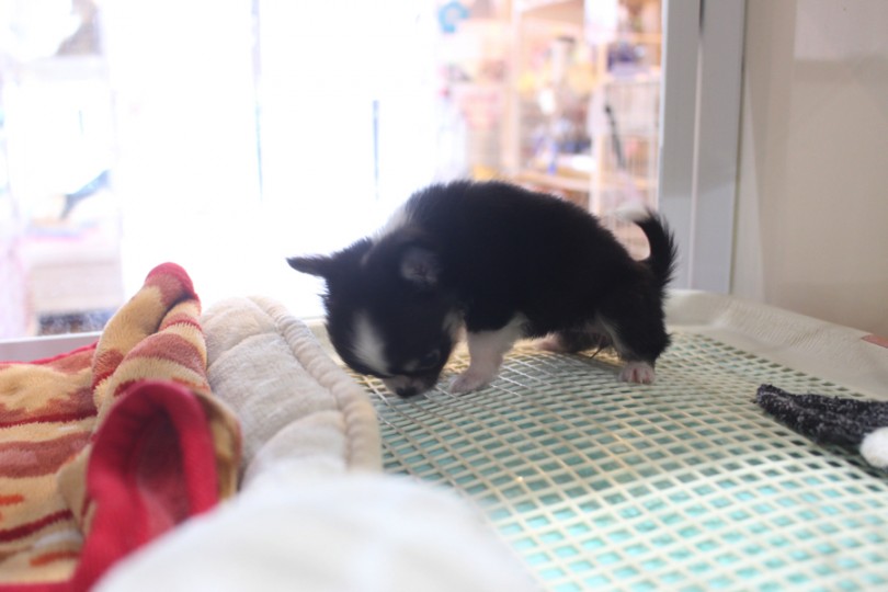 しっかりとおトイレの上でおしっこをするチーちゃん | 極小チワワ （11636） - 横浜 白楽店