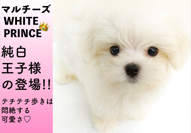 【 マルチーズ 】純白王子様の登場!!テチテチ歩きは悶絶する可愛さ!