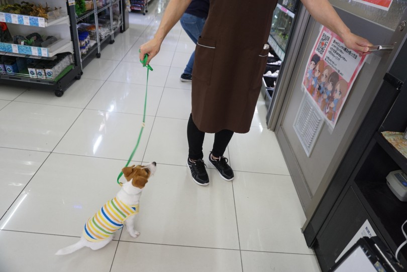 きちんと待てるジャックちゃん | ジャックラッセルテリア （6130786） - 大倉山店