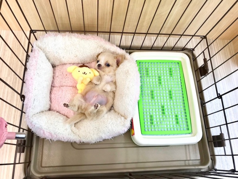 新しい環境にもすぐ慣れてくれたチビちゃん | チワワ （120187） - 今宿店