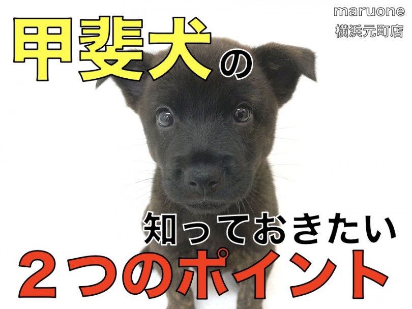 【 甲斐犬 】風林火山の国からやってきた和犬！知っておきたい2つのポイント！