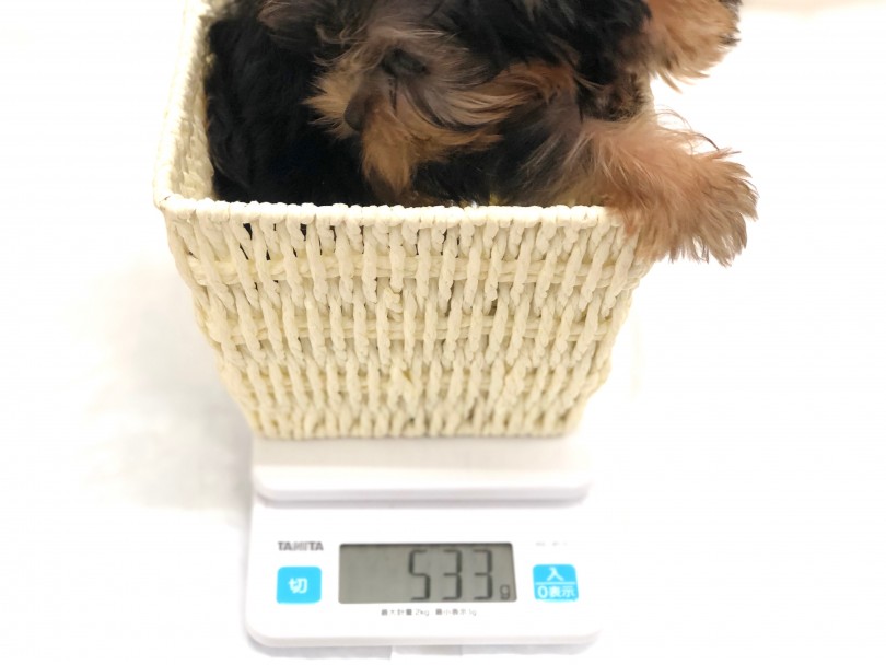成犬時は2㎏前後を予想 | ヨークシャーテリア （130143） - 高井戸店
