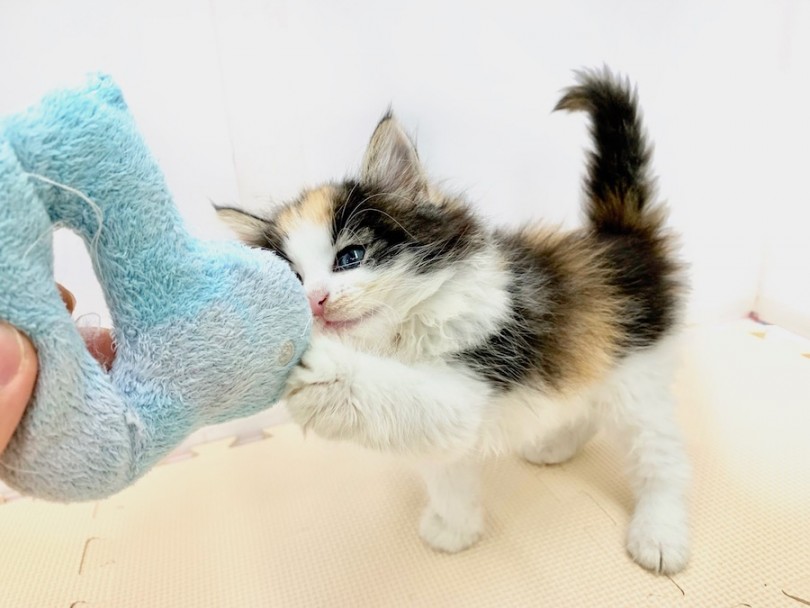 ソフト猫パンチ | ノルウェージャンフォレストキャット （814539） - 相模大塚店