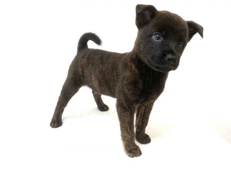 日本土着の犬ですが、実はそのルーツはスピッツ | 甲斐犬 （140195） - 横浜 元町店