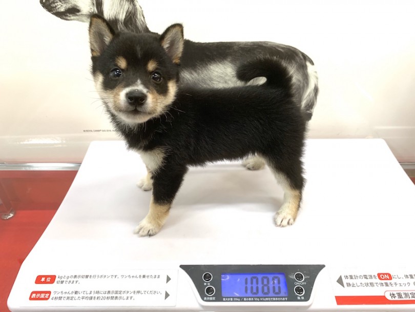 ピタッと動きを止めこの表情。可愛すぎ | 豆柴 （140194） - 横浜 元町店