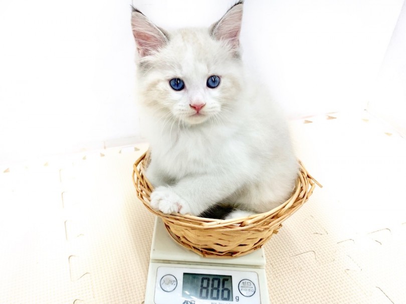 生後50日の体重は886g 将来は6kg程に成長 | サイベリアン （814538） - 相模大塚店