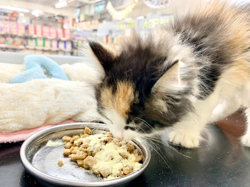お行儀よく食べてくれます | ノルウェージャンフォレストキャット （814539） - 相模大塚店
