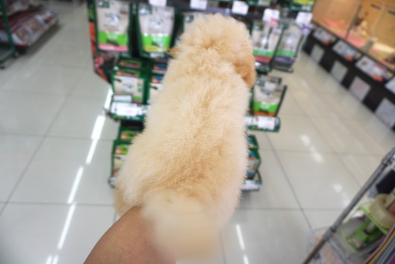 大きめサイズに見えますが、体の半分くらい被毛 | トイ・プードル （6130811） - 大倉山店