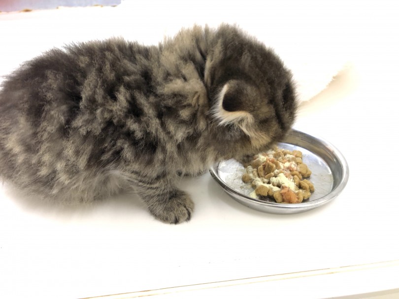 今スコ君が食べているご飯はロイヤルカナン社の「マザーアンドベビーキャット」 | スコティッシュフォールド （713645） - 鶴見店