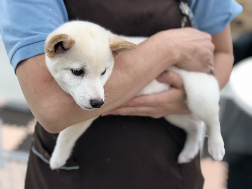 トレーニングは毎日楽しく | 柴犬 （311873） - 港北ニュータウン店