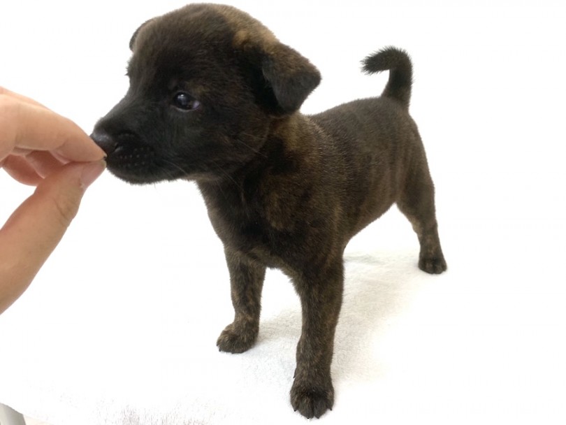 甲斐犬はしっかりとした運動が必要 | 甲斐犬 （140195） - 横浜 元町店