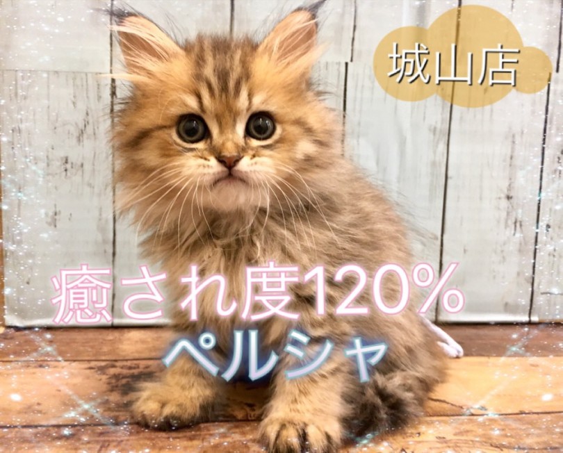 【 ペルシャ 】癒され度120％‼イケメン君のにゃんとも可愛い魅力をご紹介！