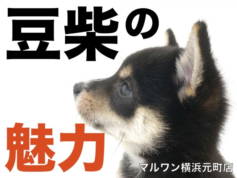 【 黒豆柴ちゃんの魅力！】父親3.5kgのスーパー子孫登場！