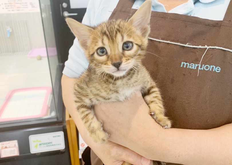 抱っこが大好き！ | トイガー （412800） - さいたま 武蔵浦和店