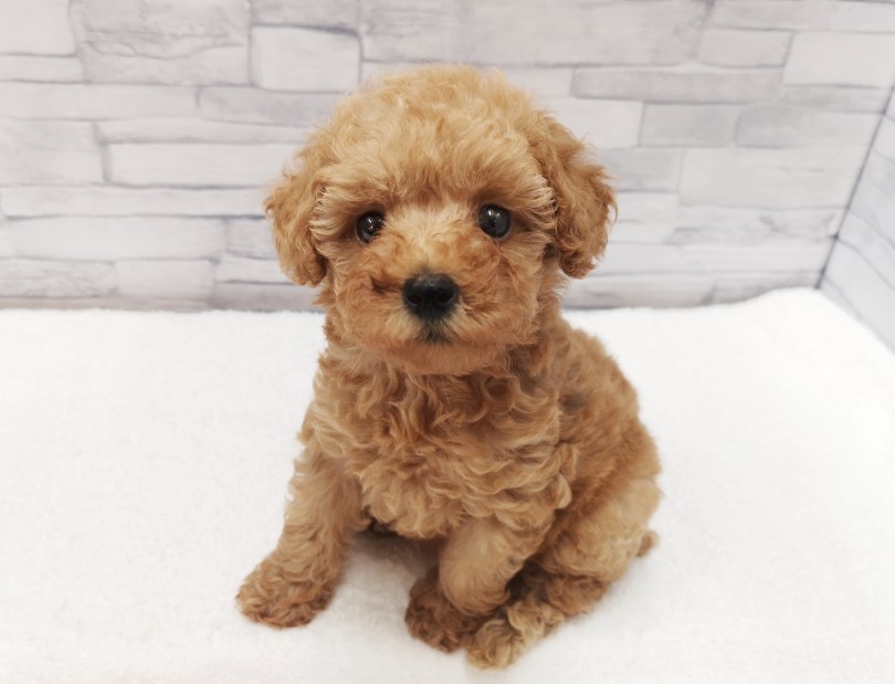 小型犬の中で、飼いやすさナンバーワン | トイ・プードル （412798） - さいたま 武蔵浦和店