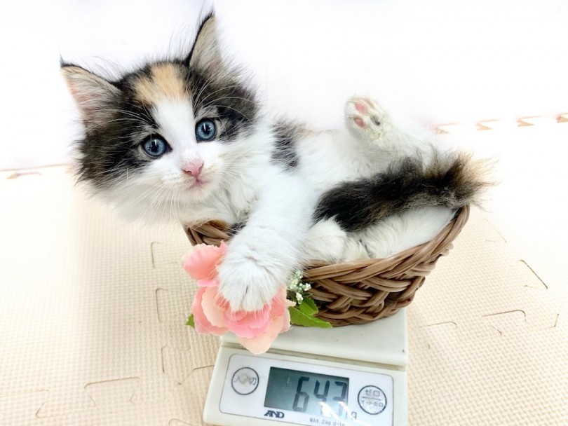 成猫になる頃には6kg前後になると予想 | ノルウェージャンフォレストキャット （814539） - 相模大塚店