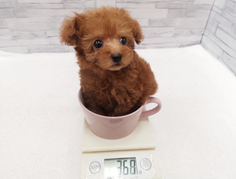生後52日でビックリの368g | ティーカッププードル （412805） - さいたま 武蔵浦和