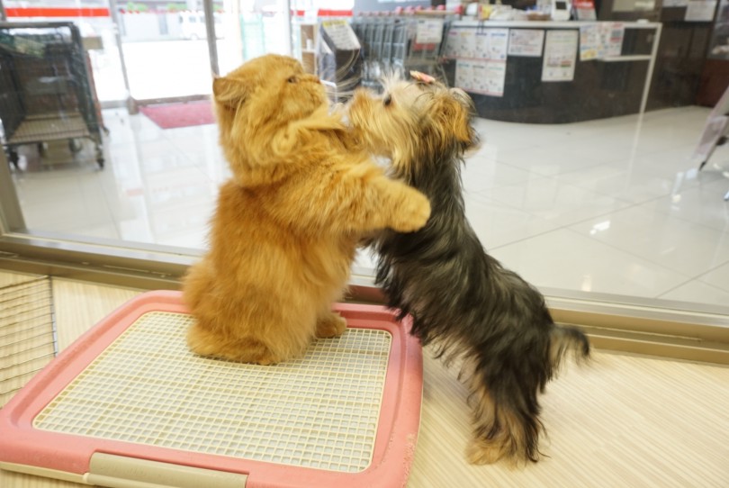 ワンちゃんだけじゃなく、猫ちゃんにも「遊ぼぉぉおお!!」と尻尾をフリフリ | ヨークシャーテリア （6130798） - 大倉山店