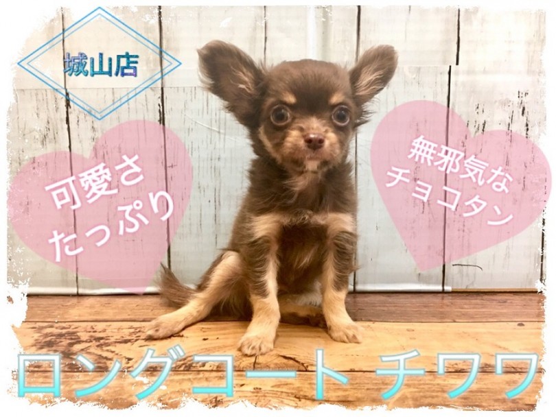 【 チワワ 】無邪気なチョコタンの可愛さたっぷりご紹介します！