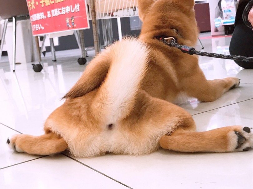 可愛いスライムお尻 | 柴犬 （6130794） - 大倉山店