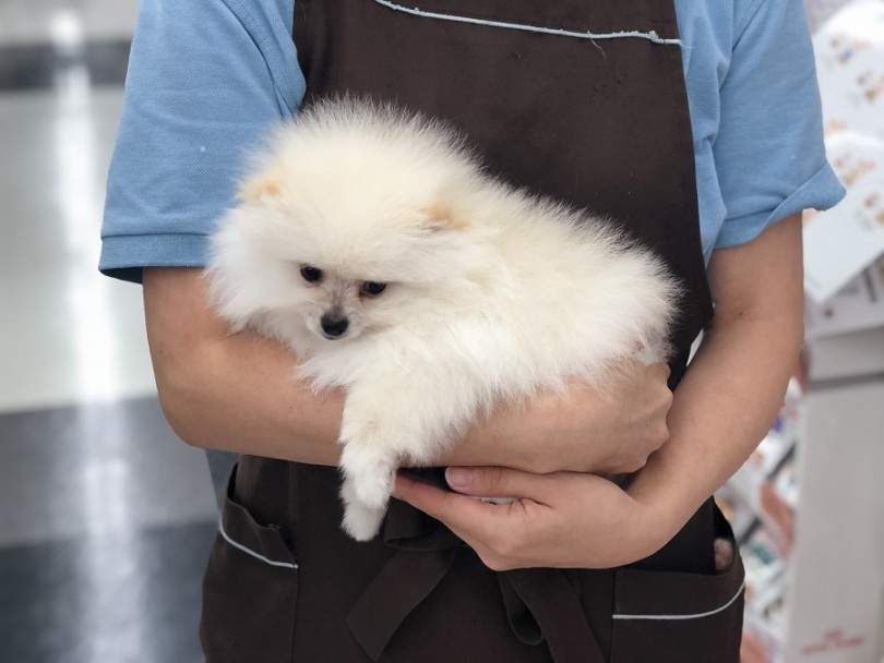 抱っこで店内をお散歩 | ポメラニアン （311882） - 港北ニュータウン店