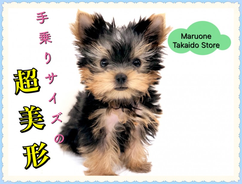 【 手乗りヨーキー 】見る人全てを魅了する♪ 激カワ ヨークシャーテリア登場！！