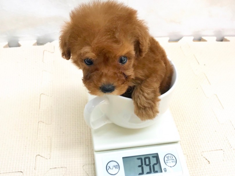 成犬時は2.3kg前後を予想 | トイ・プードル （120189） - 今宿店