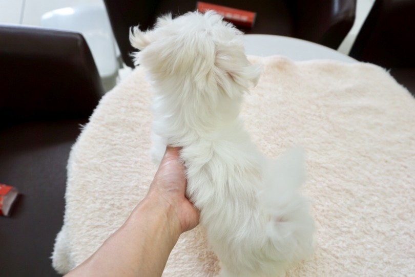 ふわっふわで真っ白な被毛はシングルコート | マルチーズ （6130816） - 大倉山店