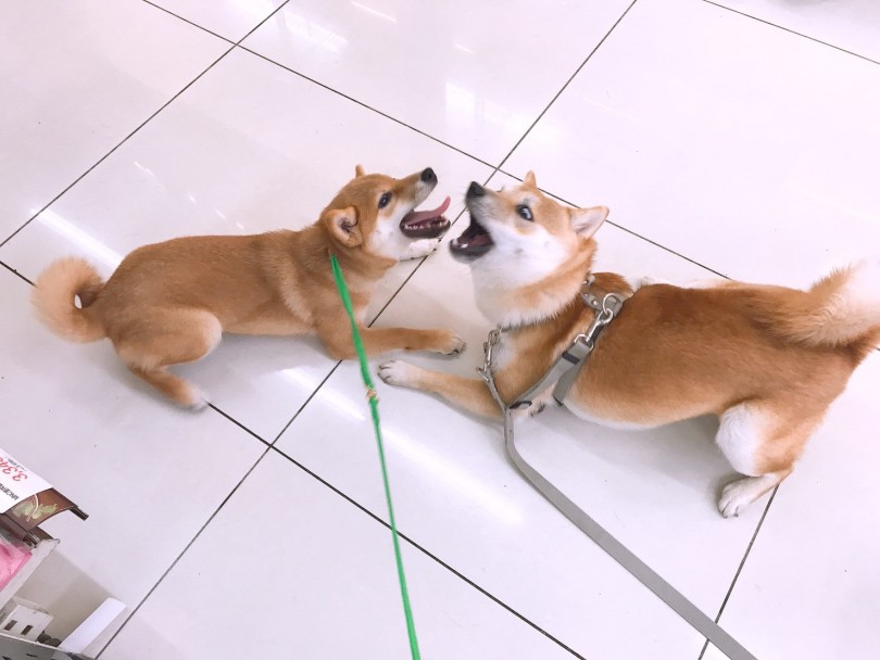 マルワン大倉山流のワンコの育て方 | 柴犬 （6130794） - 大倉山店