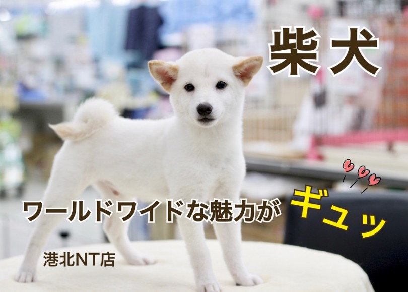 【 柴犬 】小さなカラダにワールドワイドな魅力がいっぱいの白柴くん