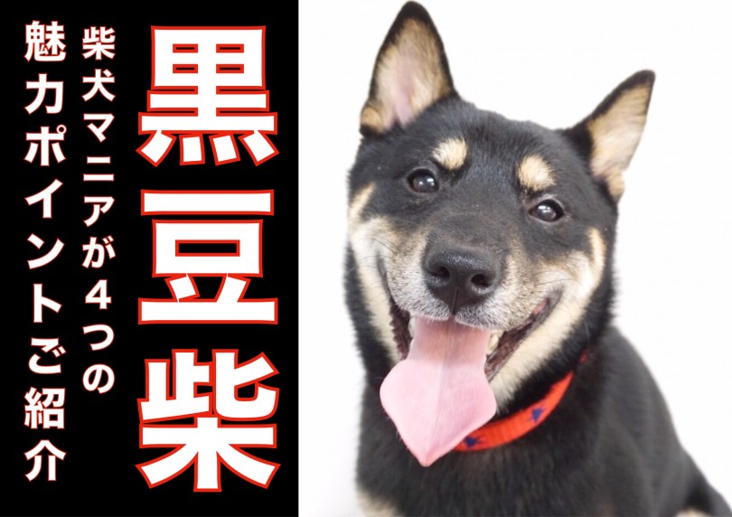 【 豆柴 】柴犬マニアが黒豆柴君の4つの魅力ポイントをご紹介!!