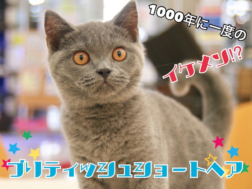 【 ブリティシュショートヘア 】遊ぶの大好き‼ワイルドな一面も⁉