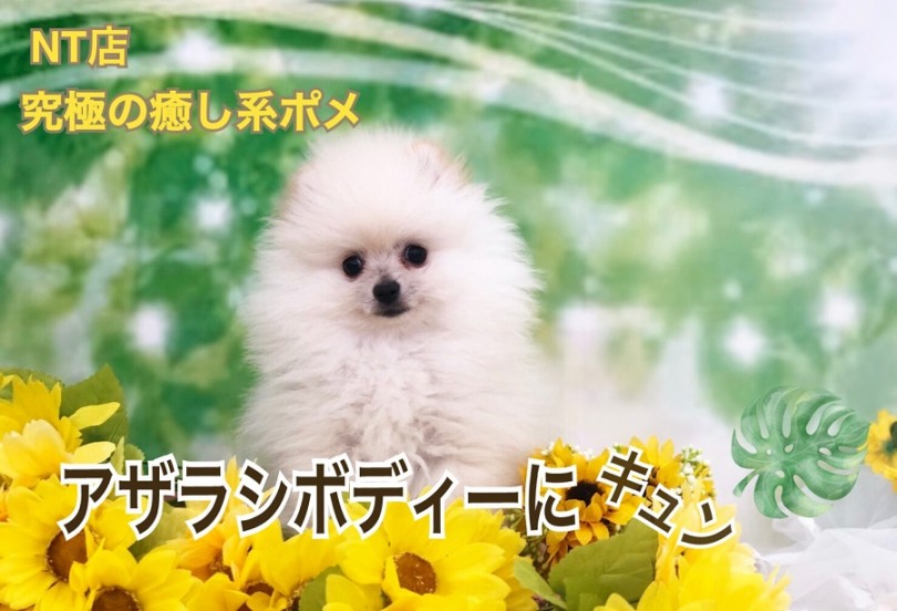 【 ポメラニアン 】究極の癒し系ポメ！アザラシボディにキュン