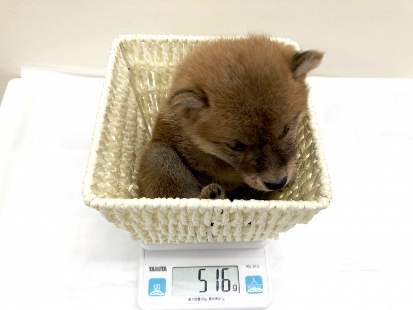 生後53日で516g 成犬時3㎏台もあり得る | 豆柴 （130140） - 高井戸店