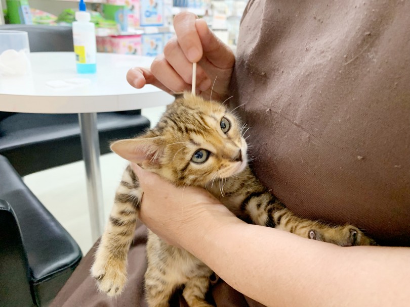 真剣な表情でお耳掃除されているトイガーちゃん | トイガー （412800） - さいたま 武蔵浦和店